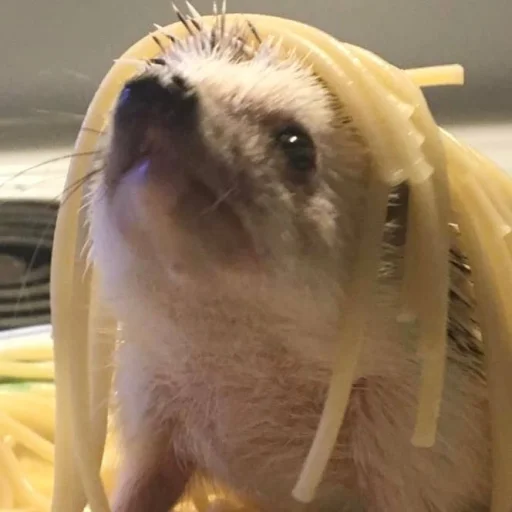 Sticker Hedgehogs_Stickers - 1