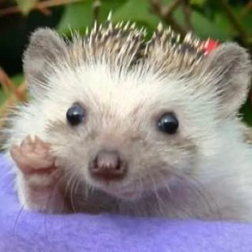 Sticker Hedgehogs_Stickers - 1