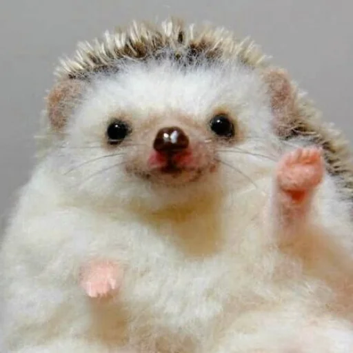 Sticker Hedgehogs_Stickers - 1