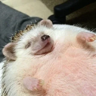 Sticker Hedgehogs (@t_stickers) - 5