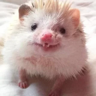 Sticker Hedgehogs (@t_stickers) - 3