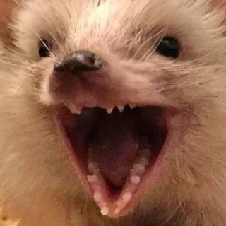 Sticker Hedgehogs (@t_stickers) - 1