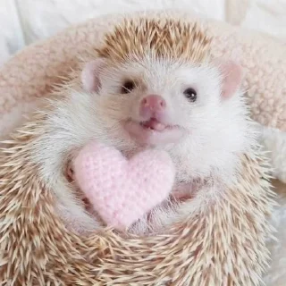 Sticker Hedgehogs (@t_stickers) - 10