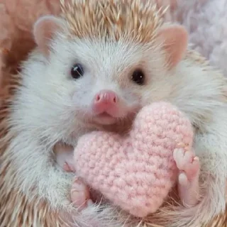 Sticker Hedgehogs (@t_stickers) - 2