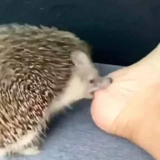 Sticker Hedgehogs (@t_stickers) - 6