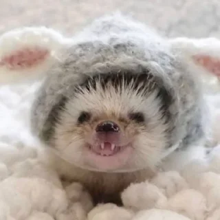 Sticker Hedgehogs (@t_stickers) - 7