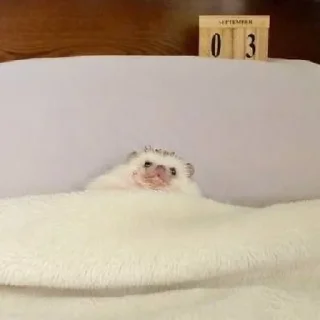 Sticker Hedgehogs (@t_stickers) - 11