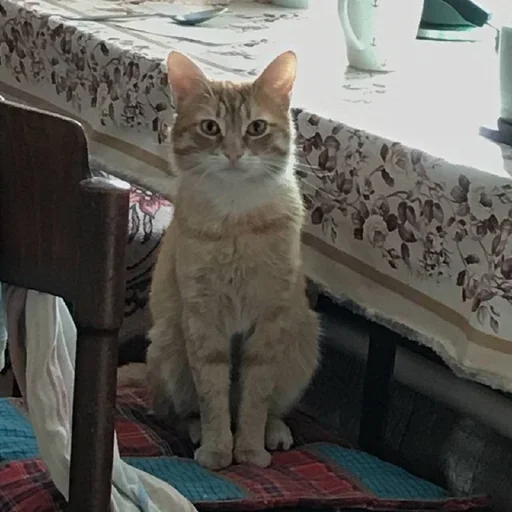 domestic cat small to medium-sized cats mammal