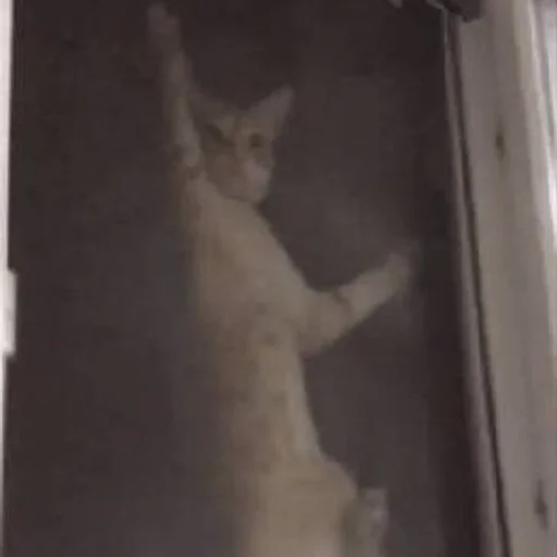 animal mammal small to medium-sized cats