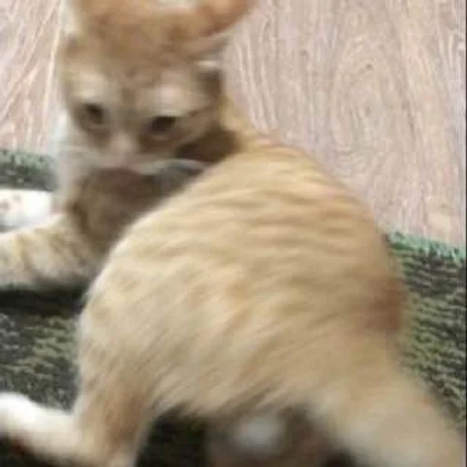 animal mammal small to medium-sized cats