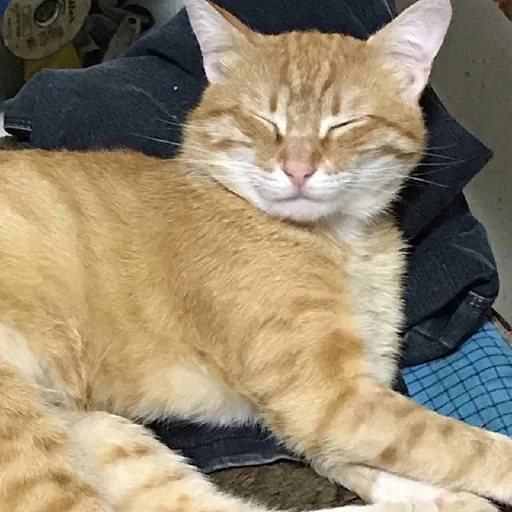 cat felidae small to medium-sized cats