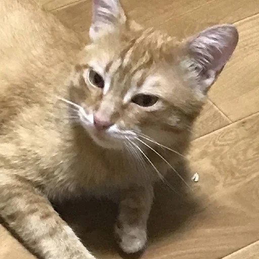 cat animal small to medium-sized cats