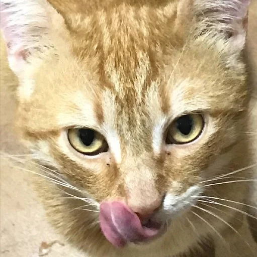 чорч директор :: @fStikBot - cat