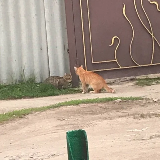 mammal animal outdoor