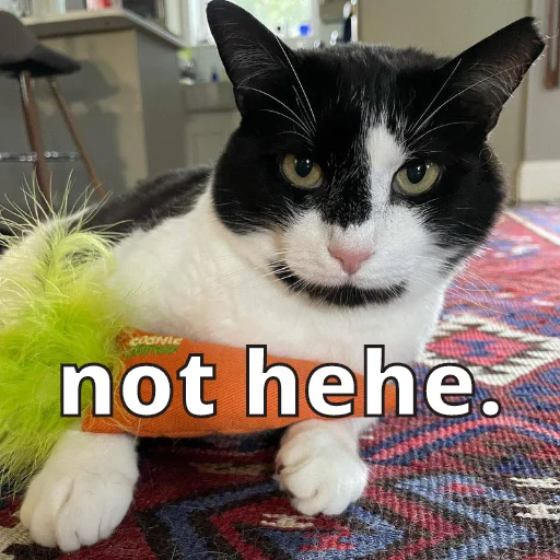 small to medium-sized cats cat domestic cat