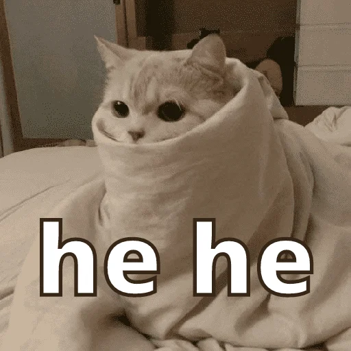 small to medium-sized cats domestic cat felidae