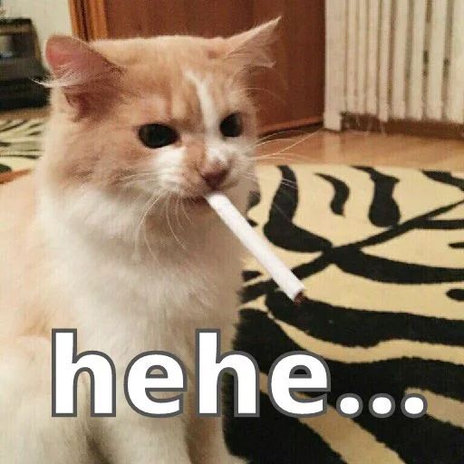 small to medium-sized cats indoor cat