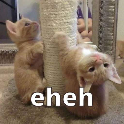 mammal animal indoor