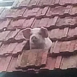 Sticker 💃🏻 - 8