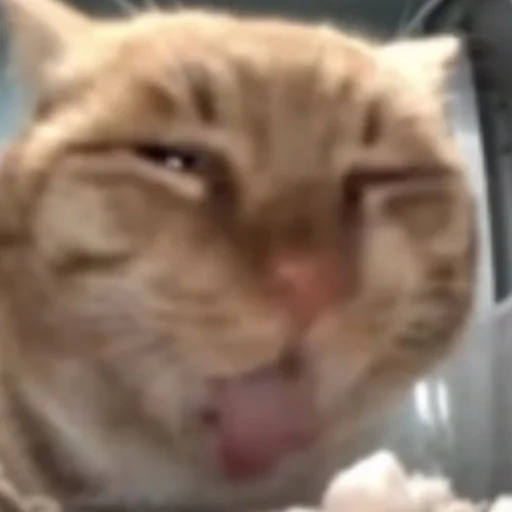 Стикер HelloStreetCat - 1