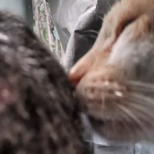 Стикер HelloStreetCat - 1