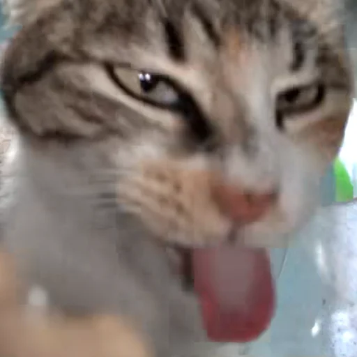 Стикер HelloStreetCat - 1