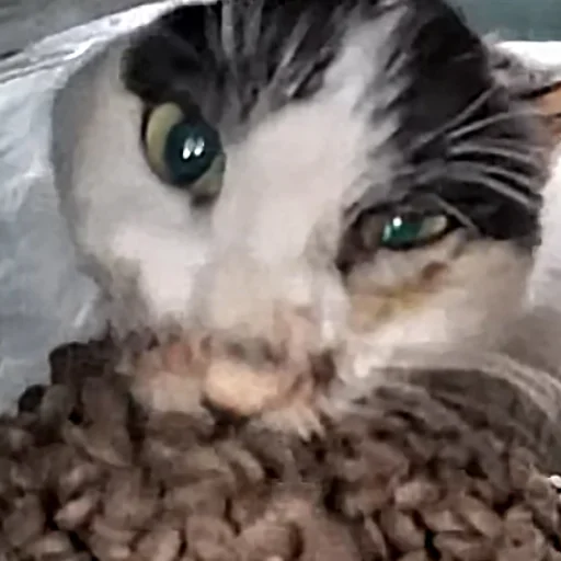 Стикер HelloStreetCat - 1