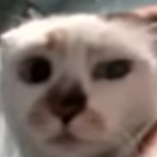 Sticker HelloStreetCat - 1