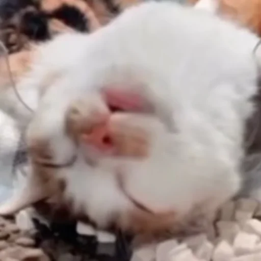 Sticker HelloStreetCat - 1