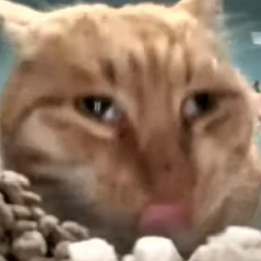 Стикер HelloStreetCat - 1