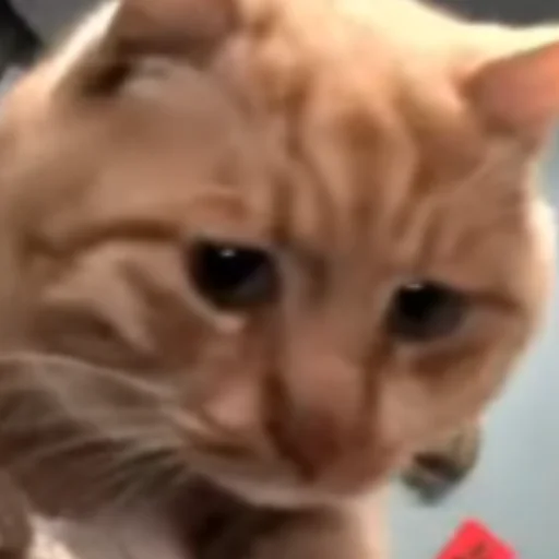 Sticker HelloStreetCat - 1