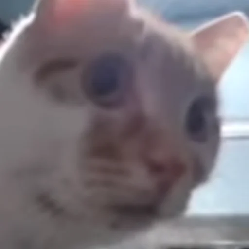 Стикер HelloStreetCat - 1