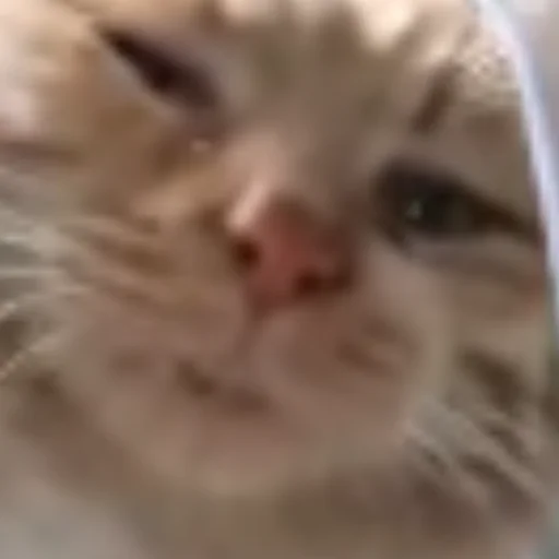 Стикер HelloStreetCat - 1