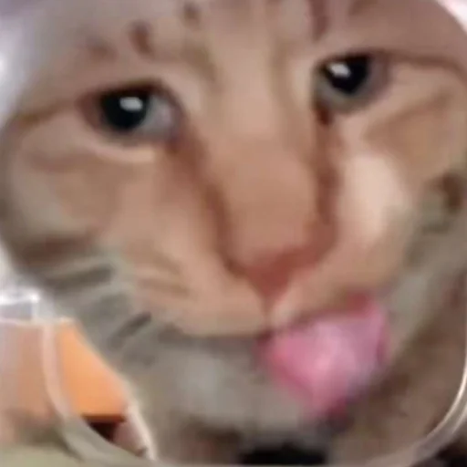 Стикер HelloStreetCat - 1