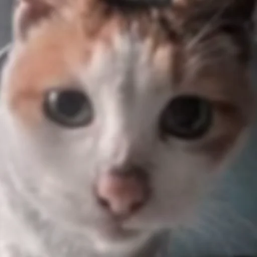 Стикер HelloStreetCat - 1