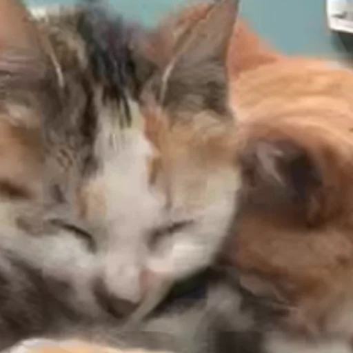 Стикер HelloStreetCat - 1