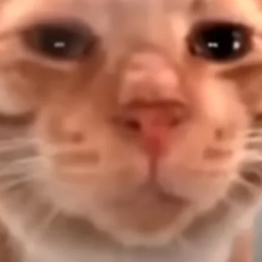 Sticker HelloStreetCat - 1