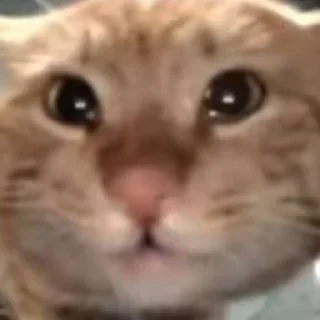 Стикер Hello Street Cat - 5