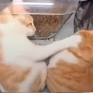 Стикер Hello Street Cat - 3