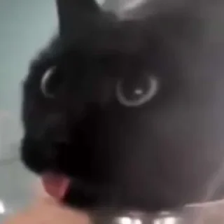 Стикер Hello Street Cat - 1