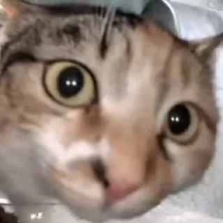 Стикер Hello Street Cat - 10