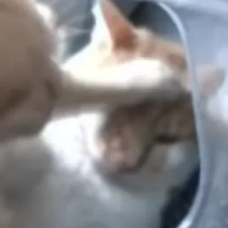 Стикер Hello Street Cat - 8