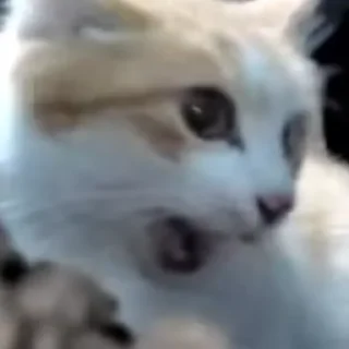 Стикер Hello Street Cat - 2