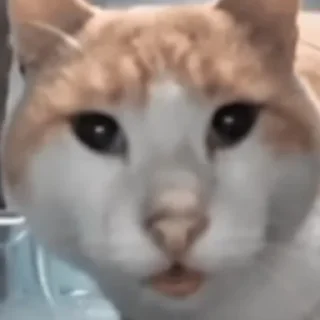 Стикер Hello Street Cat - 4