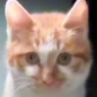 Стикер Hello Street Cat - 11