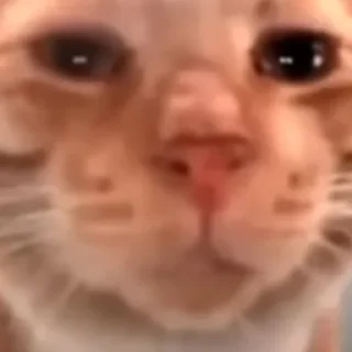 Стикер Hello Street Cat - 0