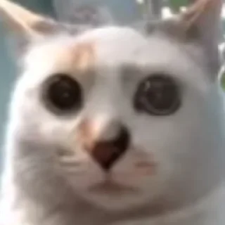 Стикер Hello Street Cat - 9