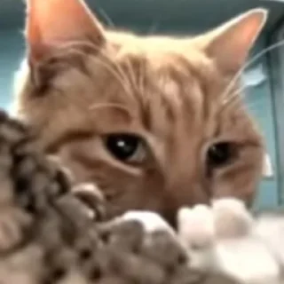 Стикер Hello Street Cat - 7