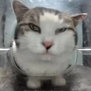 Sticker Hello Street Cat - 0