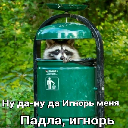 Стикер Hello_Raccoon - 1